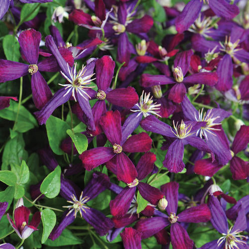 Clematis 'Sweet Summer Love'