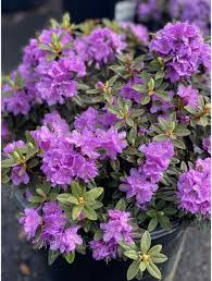 Rhododendron - Purple Gem