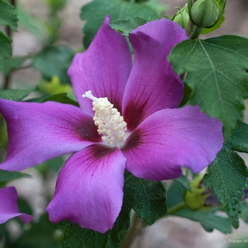 Rose of Sharon - Purple Satin