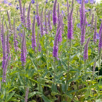 Veronica ‘Purpleicious’ Speedwell