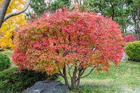 Japanese Maple - Sharp's Pygmy