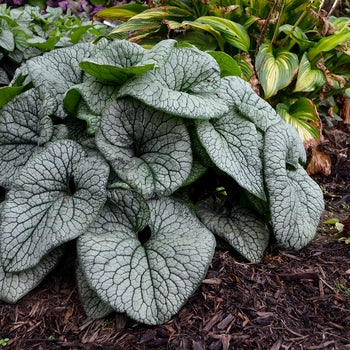 Brunnera - Queen of Hearts