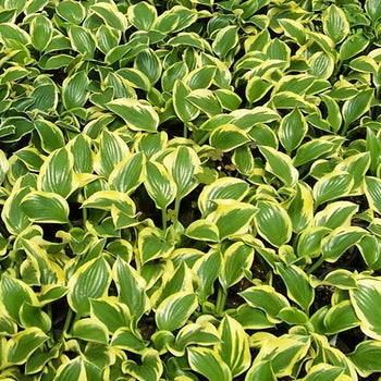 Hosta - Queen Josephine
