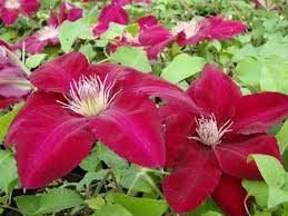 Clematis 'Rebecca'