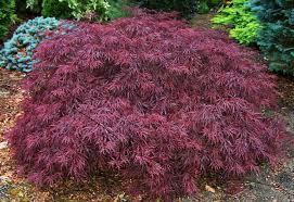 Japanese Maple - Red Dragon Weeping