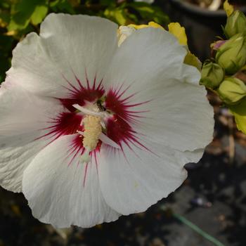 Rose of Sharon - Red Heart