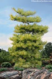 Pine - Burkes Red Variegated