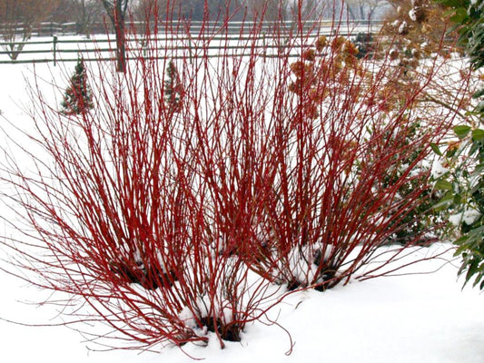 Dogwood - Little Rebel Red Twig