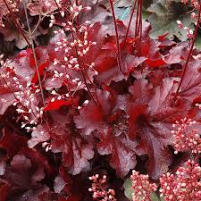 Heuchera 'Red Variety' Coral Bells