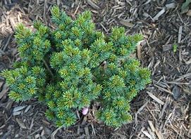 Japanese Pine - Regenhold Dwarf