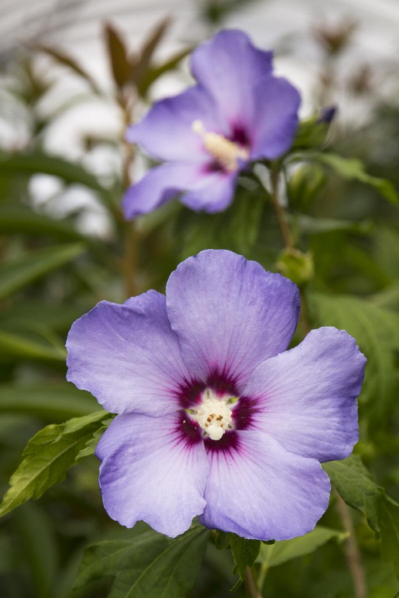 Rose of Sharon - Blue Bird