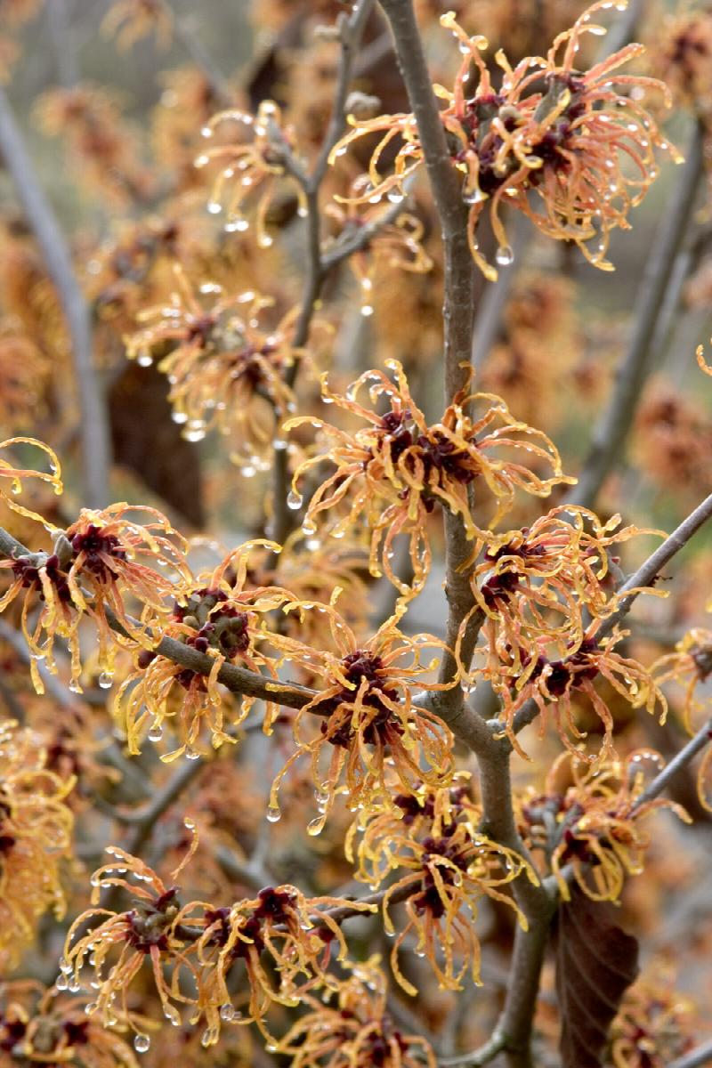 Witchhazel - Jelena