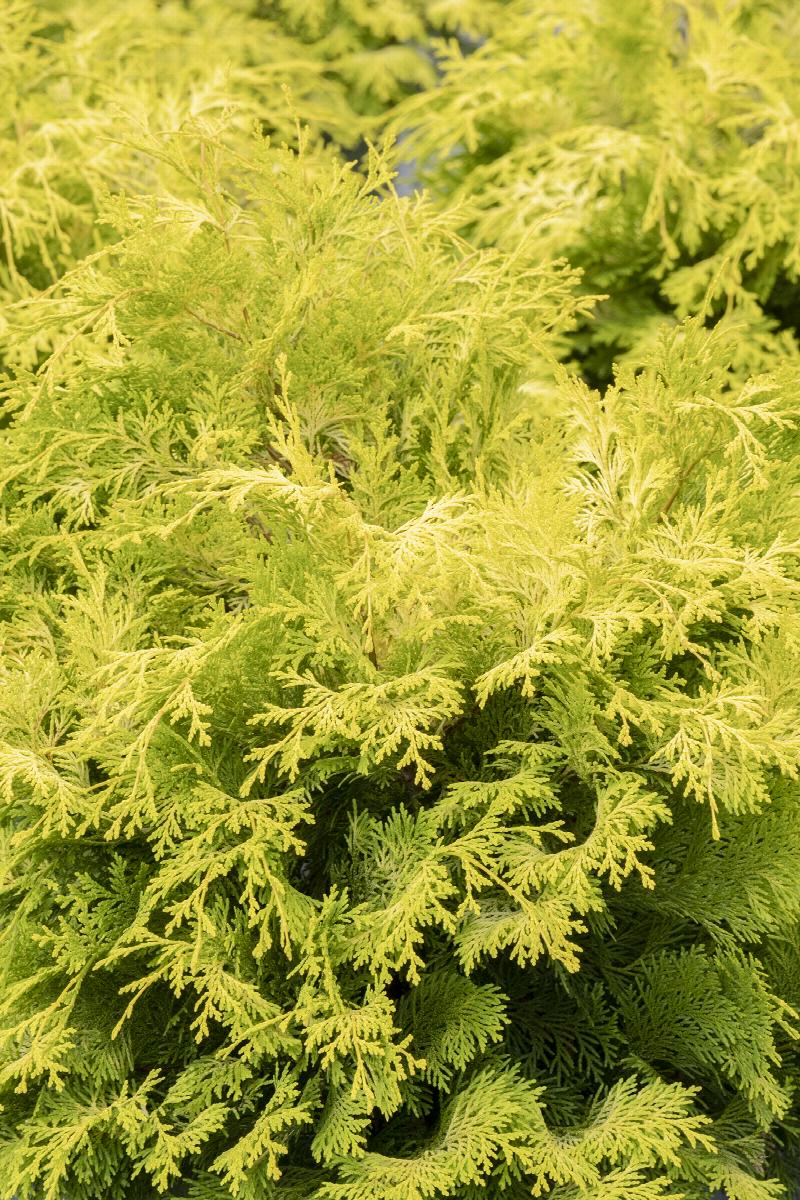 Cypress - Golden Hinoki