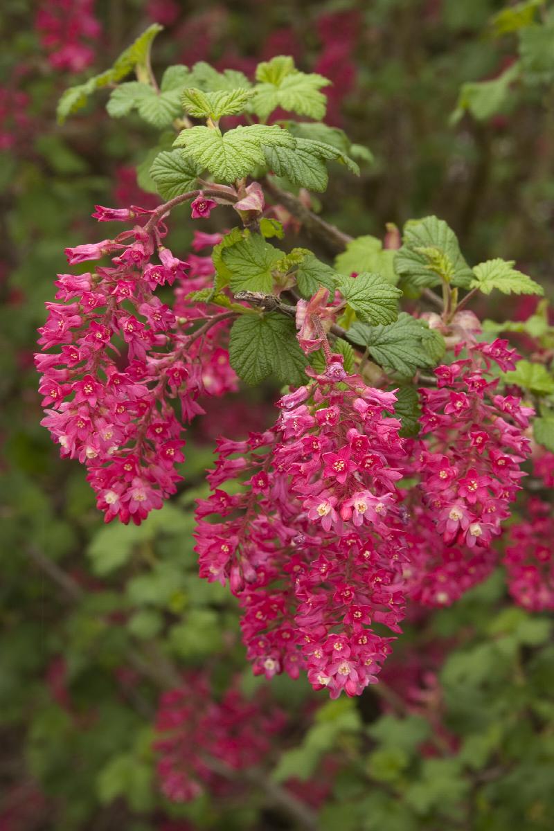 Currant - King Edward Purple