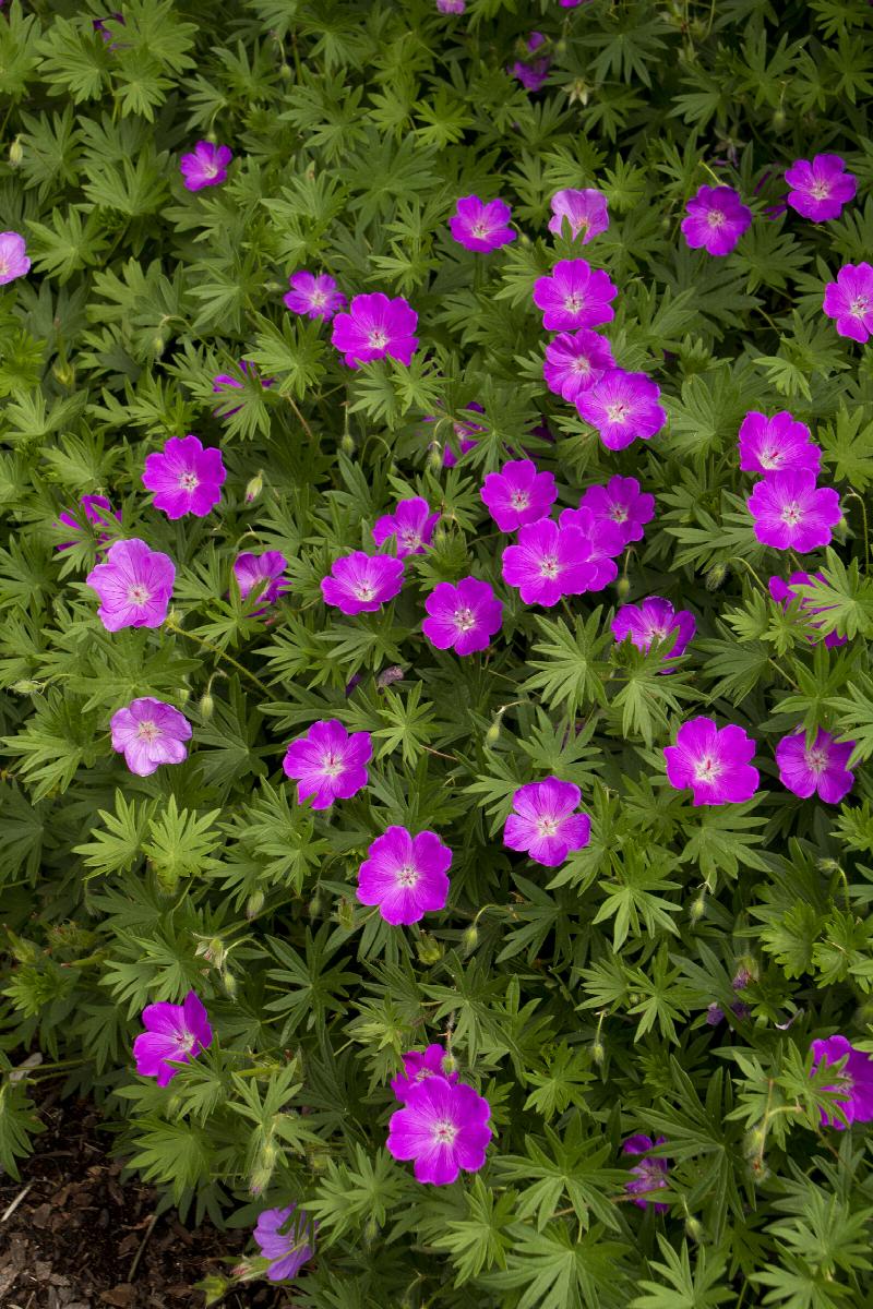 Geranium 'Max Frie' Cranesbill