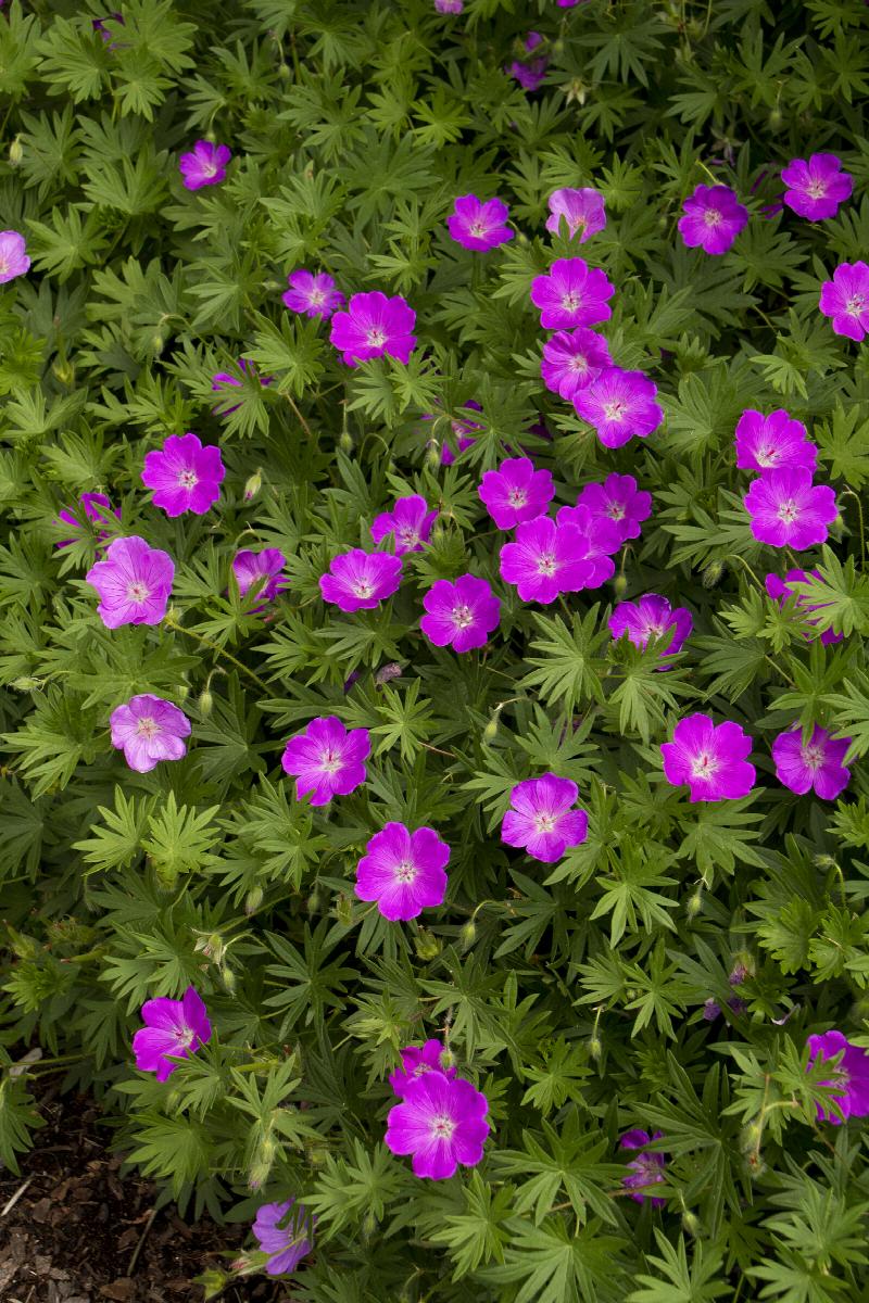 Geranium 'Max Frei' Cranesbill