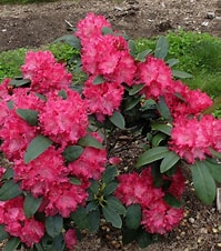 Rhododendron - Holdens Red