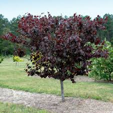 Redbud - Merlot