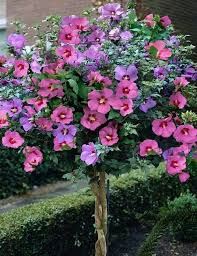 Rose of Sharon - Braided Tree