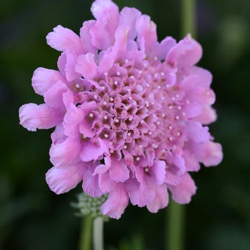 Scabiosia 'Flutter Rose' Pincushion Flower