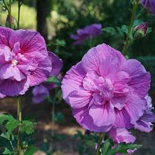 Rose of Sharon - Lavender