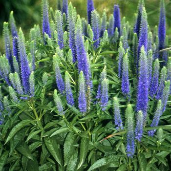 Veronica 'Royal Candles Blue'  Speedwell