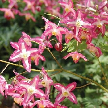 Epimedium ‘Rubrum’ Barrenwort