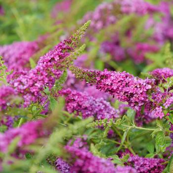 Butterfly Bush - Ruby Chip