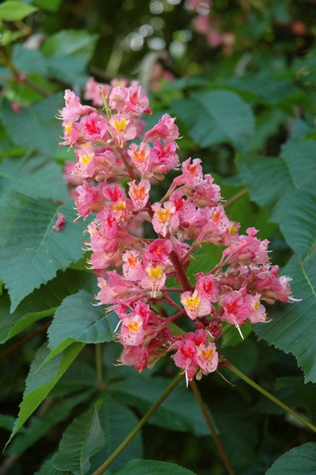 Horsechestnut - Ruby Red