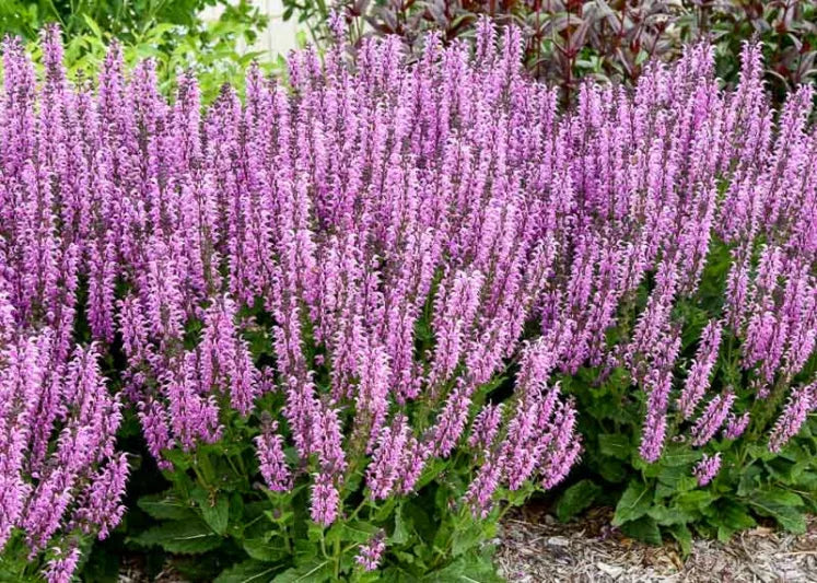 Salvia 'Back to the Fuchsia' Sage