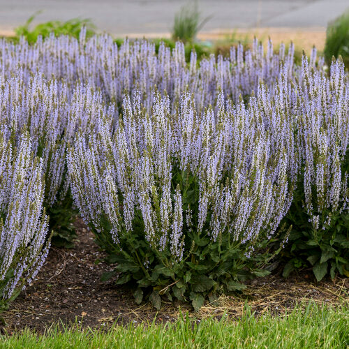 Salvia 'Perfect Profusion' Sage