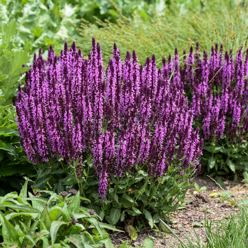 Salvia 'Pink Profusion' Sage
