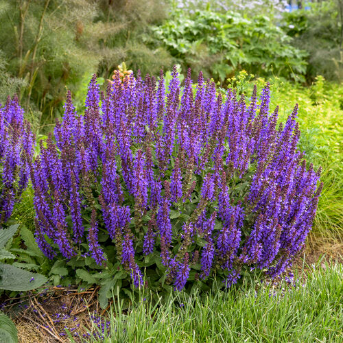 Salvia 'Violet Profusion' Sage