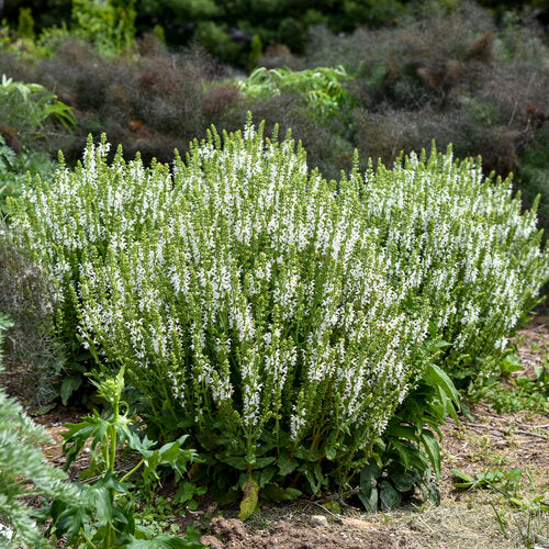 Salvia 'White Profusion' Sage