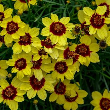 Coreopsis "Sassy Saffron - Lemon Yellow" Tickseed