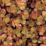 Sedum 'Rhubarb' Stonecrop