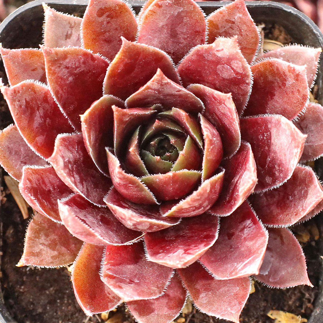 Sempervivum - Super Star Ruby
