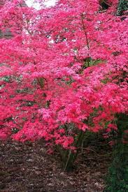 Japanese Maple - Shindeshojo