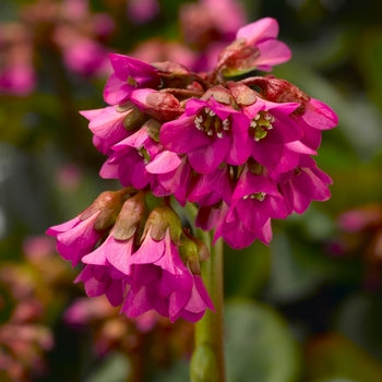 Bergenia cordifolia ‘Shoeshine Rose’ Pig squeek