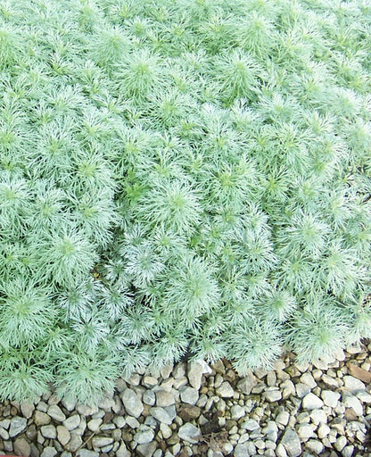 Artemisia ‘Silver Mound’ Dusty Miller