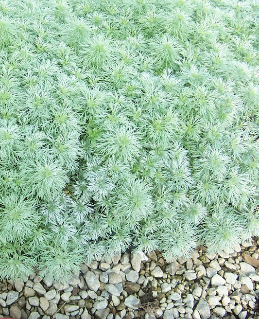 Artemisia ‘Silver Mound’ Dusty Miller