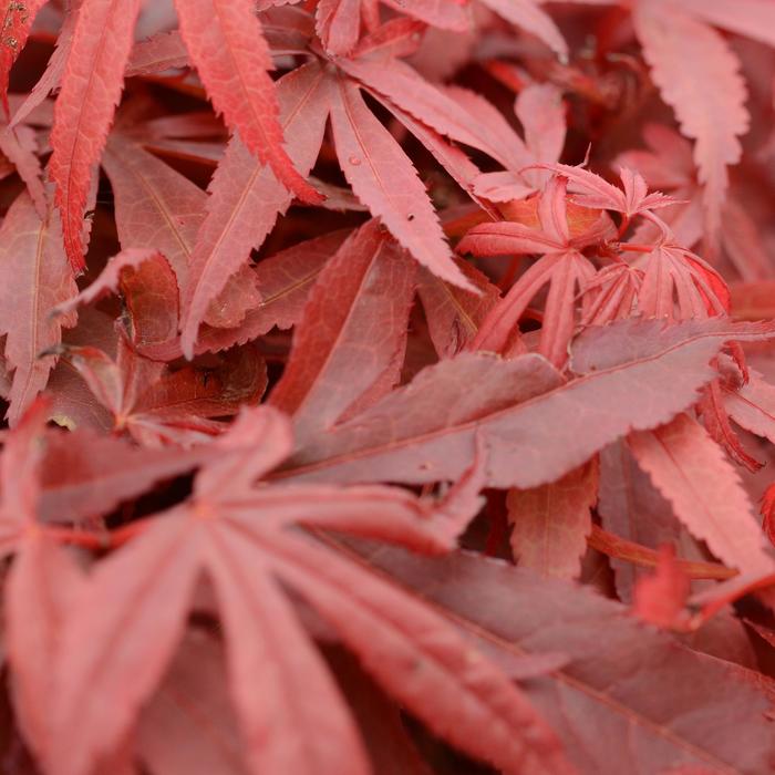 Japanese Maple - Skeeter's Broom