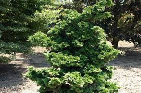 Hinoki Cypress - Dwarf Slender