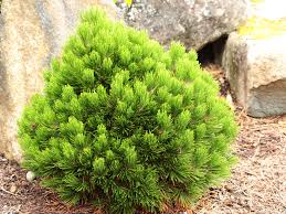 Bosnian Pine - Smidtii