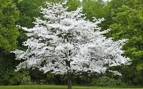 Dogwood - Appalachian Snow