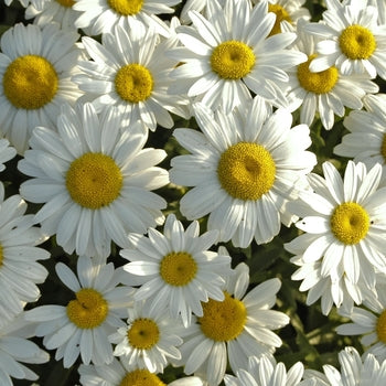 Leucanthemum 'Snowcap’ Daisy