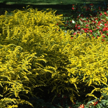 Solidago 'Fireworks' Goldenrod