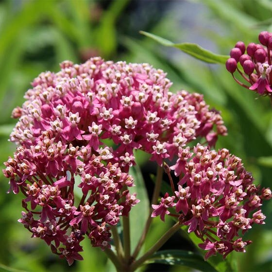 Asclepias 'Incarnata Rose' Milkweed
