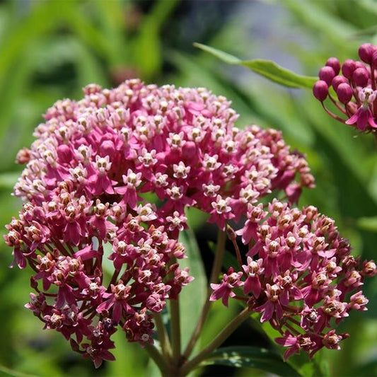 Asclepias 'Incarnata Rose' Milkweed