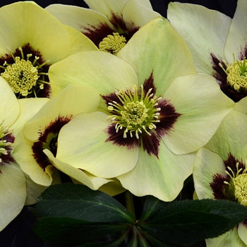 Helleborus 'Spanish Flare'